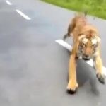 tigre