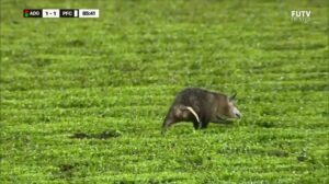 opossum